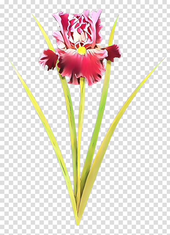 flower cut flowers plant pink petal, Pedicel, Amaryllis Belladonna, Hippeastrum transparent background PNG clipart