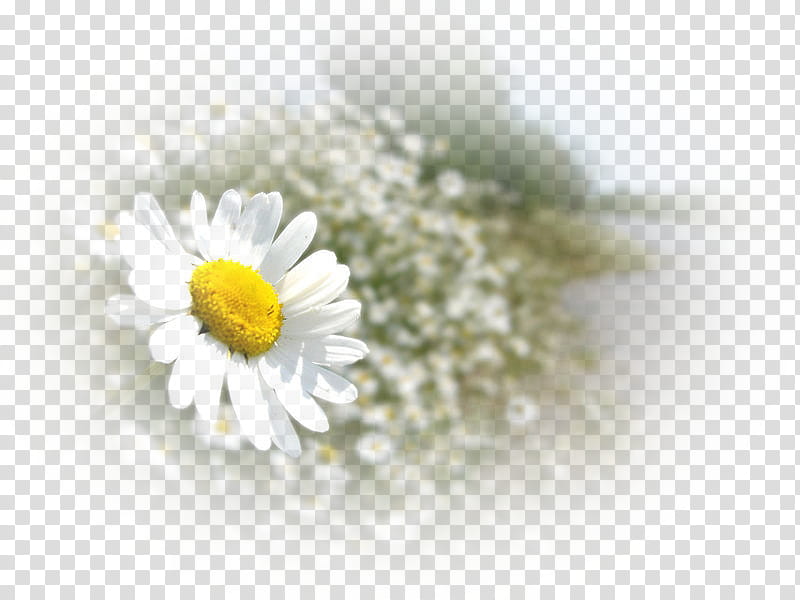 Flower Painting, Chamomile, Oxeye Daisy, Roman Chamomile, Common Daisy, Marguerite Daisy, Daisy Family, Chamomiles transparent background PNG clipart