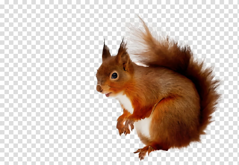 squirrel eurasian red squirrel tail wildlife fox squirrel, Watercolor, Paint, Wet Ink transparent background PNG clipart