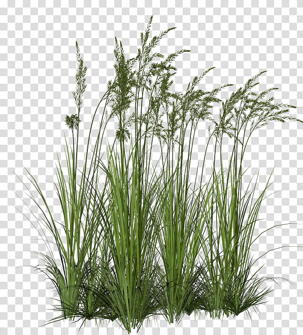 Drawing Of Family, Grasses, Ornamental Grass, Purple Fountain Grass, Ornamental Plant, Plants, Grass Family, Sweet Grass transparent background PNG clipart
