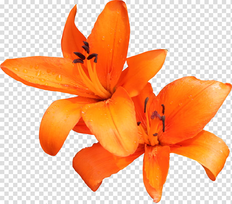 Orange Lilly , two orange lily flowers transparent background PNG clipart