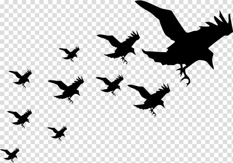 Bird Tattoo, Wall Decal, Silhouette, Drawing, Book, Flock, 2018, Bird Migration transparent background PNG clipart