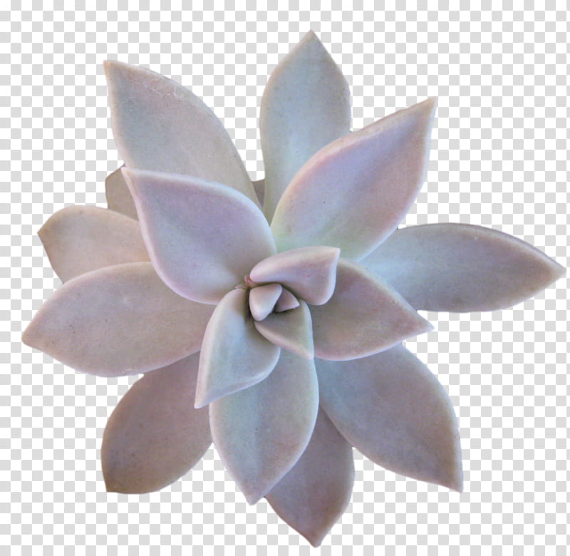 cactus greenflowers , pink succulent plant transparent background PNG clipart