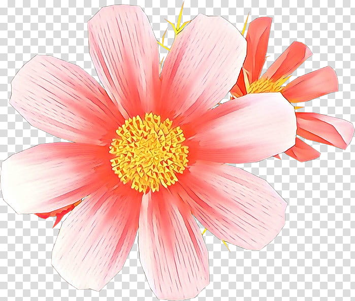 flower petal barberton daisy pink plant, Cartoon, Gerbera, Daisy Family, Cut Flowers, Gazania transparent background PNG clipart