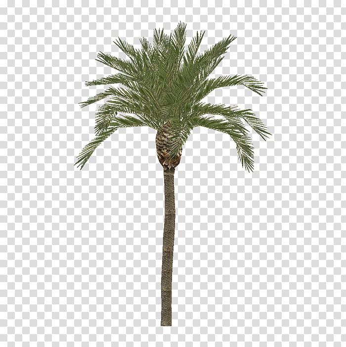 Palm Tree Leaves, Palm Trees, Rhapis Excelsa, Kentia Palm, Trunk, Howea Forsteriana, Vickerman Company, Date Palms transparent background PNG clipart