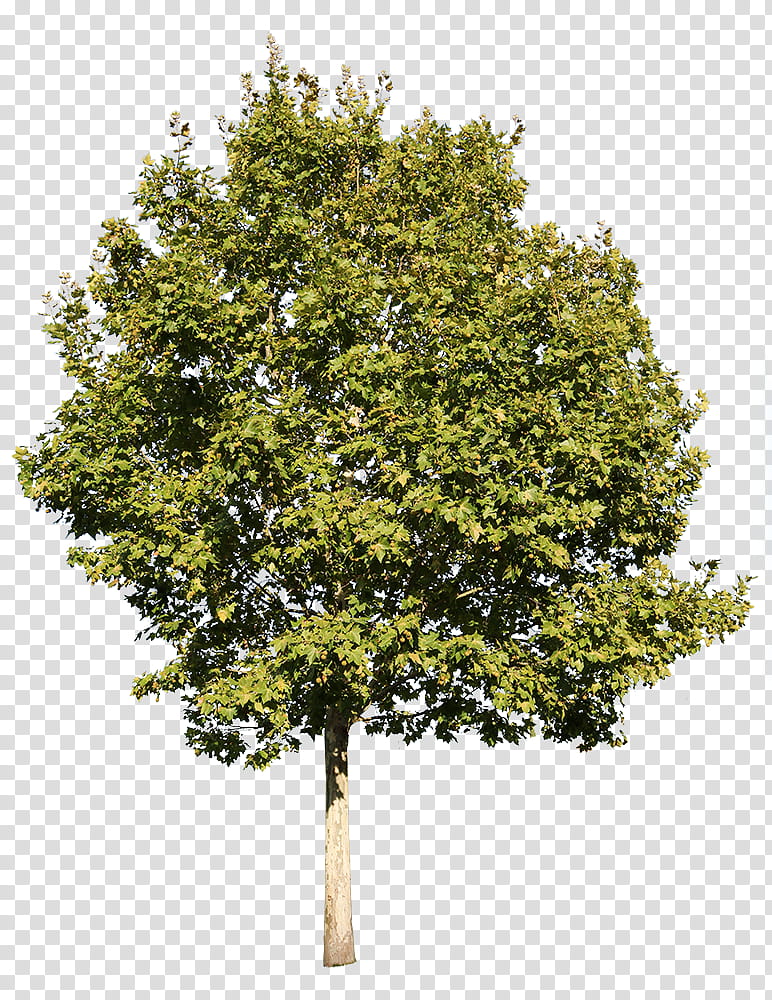 Oak Tree, Plants, Deciduous, Hackberry, Landscape, Plane Trees, Cottonwood, Shrub transparent background PNG clipart