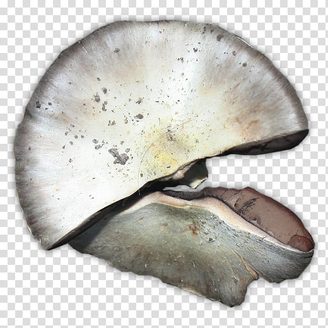 RPG Map Elements , white mushroom art transparent background PNG clipart