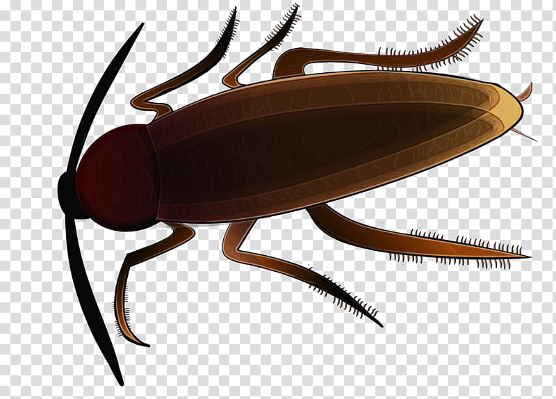 Cockroach, Insect, Pest, Pest Control, Termite, How To Get Rid Of Cockroaches, German Cockroach, House transparent background PNG clipart