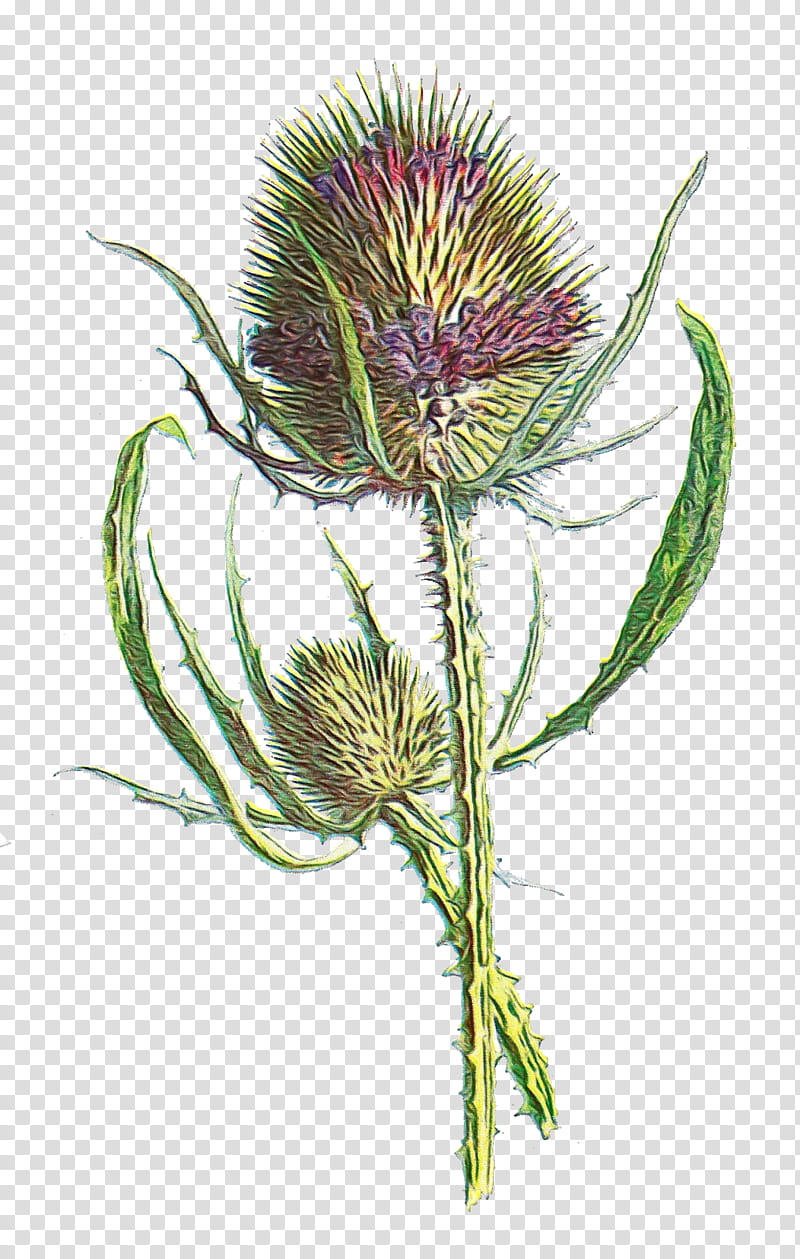 european marsh thistle plant flower teasel thistle, Watercolor, Paint, Wet Ink, Artichoke Thistle, Burdock, Grass transparent background PNG clipart