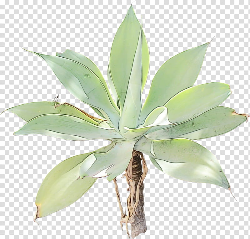 Aloe vera, Watercolor, Paint, Wet Ink, Agave Tequilana, Succulent Plant, Plants, Leaf transparent background PNG clipart