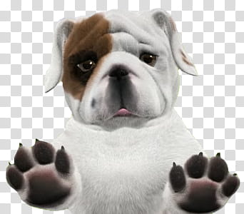 brown and white short-coated dog transparent background PNG clipart