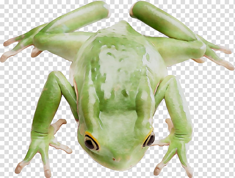 Frog, Tree Frog, True Frog, Toad, Shrub Frog transparent background PNG clipart