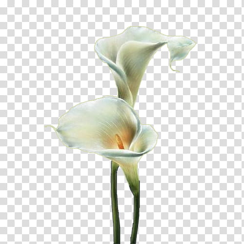 White Lily Flower, Drawing, Watercolor Painting, Creativity, Animation, Arum, Giant White Arum Lily, Plant transparent background PNG clipart