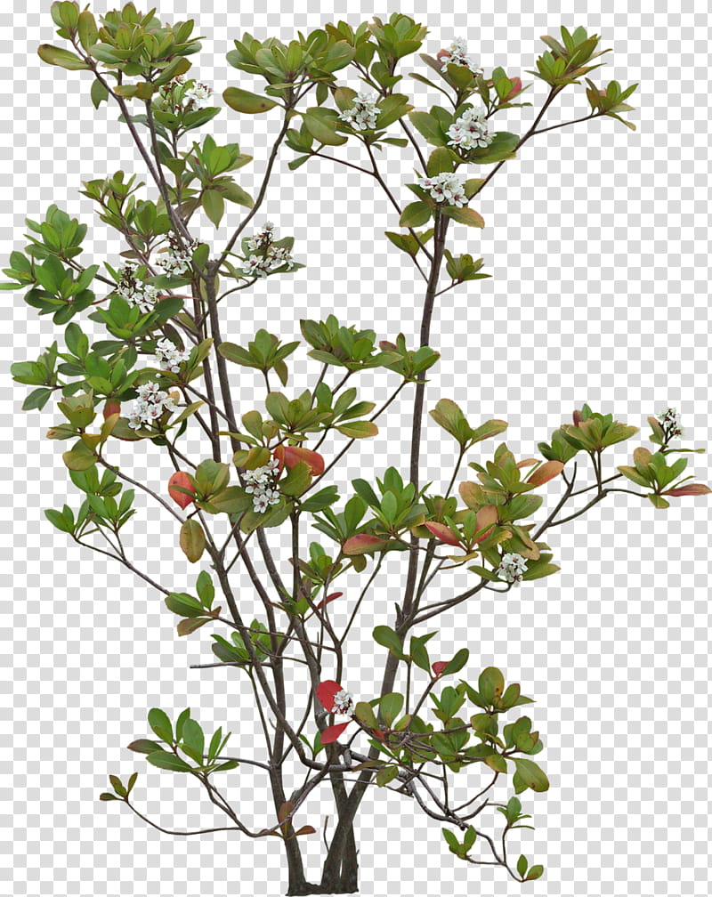 Plum Blossom, Shrub, Tree, Twig, Garden, Leaf, Flower, Spruce transparent background PNG clipart