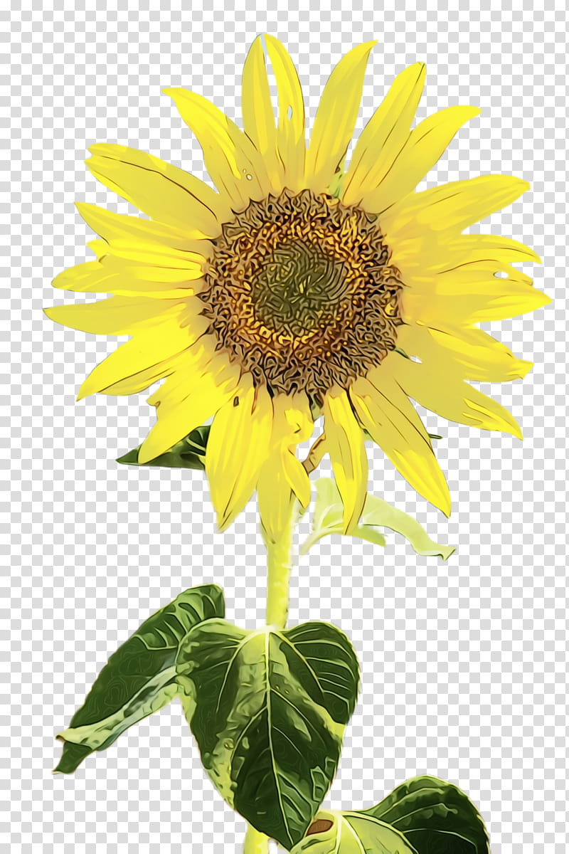 Drawing Of Family, Sunflower, Flora, Bloom, Common Sunflower, Sunflower Seed, Watercolor Painting, Paper transparent background PNG clipart