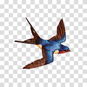 Blue Jay Bird On transparent background. ai generated 27145955 PNG