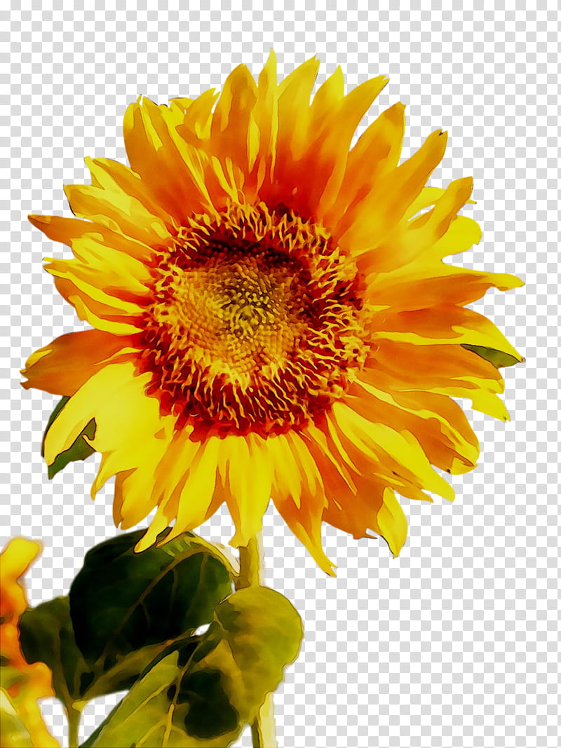 Flowers, Blanket Flowers, Sunflower, Petal, Yellow, Plant, Sunflower Seed, Pollen transparent background PNG clipart