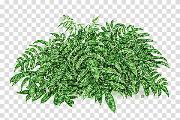 , green fern plants transparent background PNG clipart