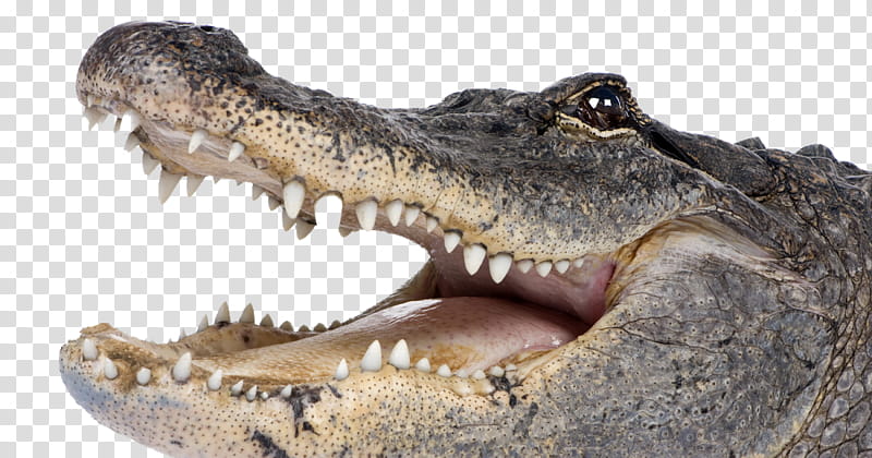 Alligator, Crocodile, Saltwater Crocodile, Crocodiles, American Alligator, Alligators, Reptile, Crocodilia transparent background PNG clipart
