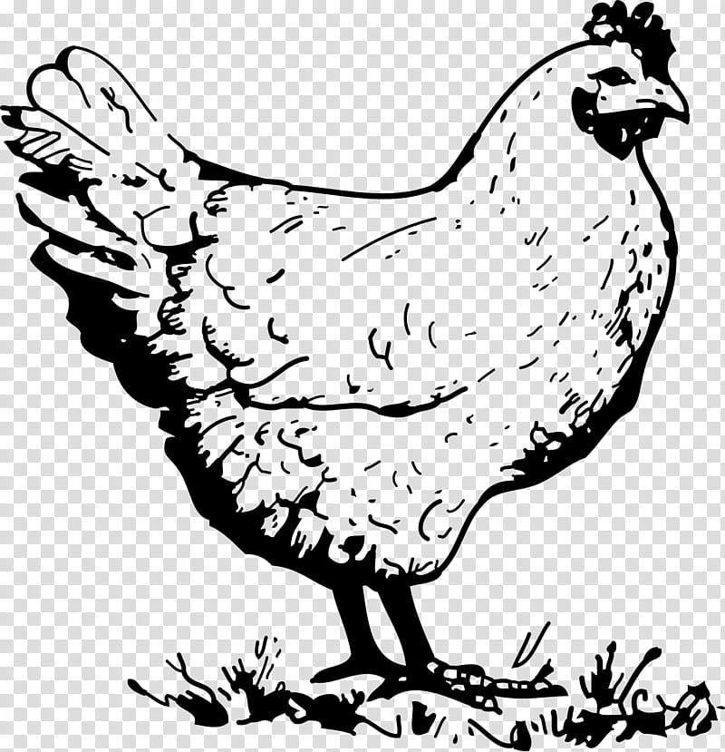 Book Black And White, Fried Chicken, Leghorn Chicken, Roast Chicken, Rooster, Drawing, Frying, Bird transparent background PNG clipart