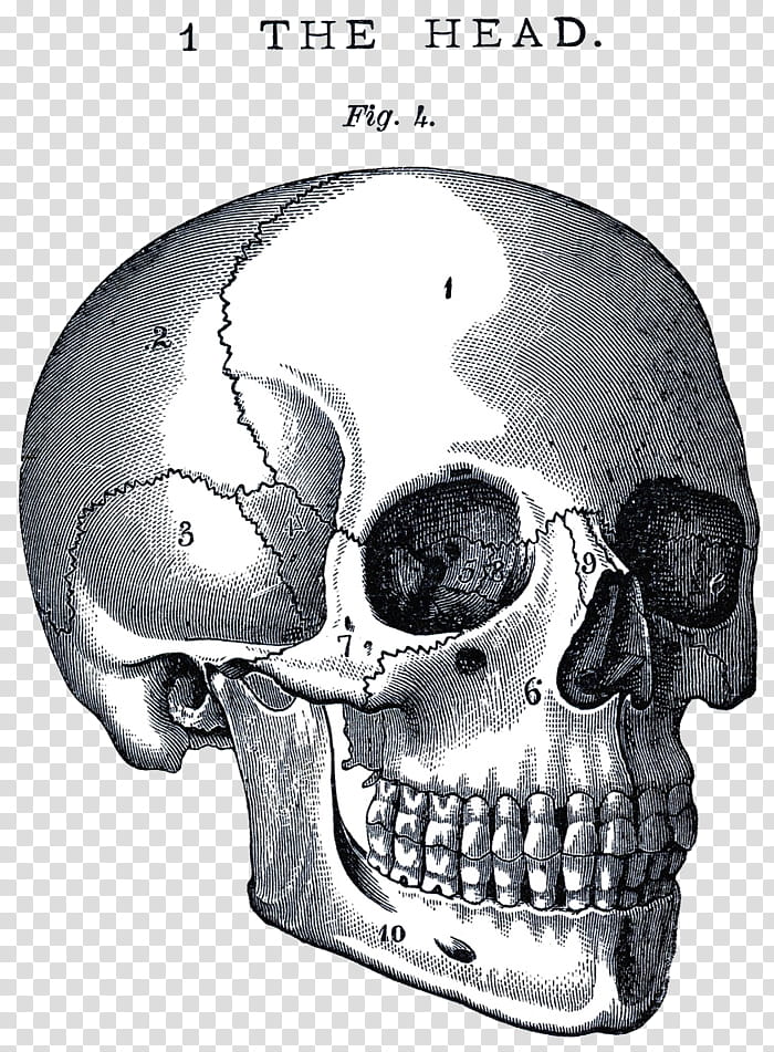 Human Skull Drawing, Science Book, Anatomy, Medicine, Naturalist Illustration, Paper, Medical Illustration, Brain transparent background PNG clipart