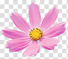 Flower, pink cosmos flower in bloom transparent background PNG clipart