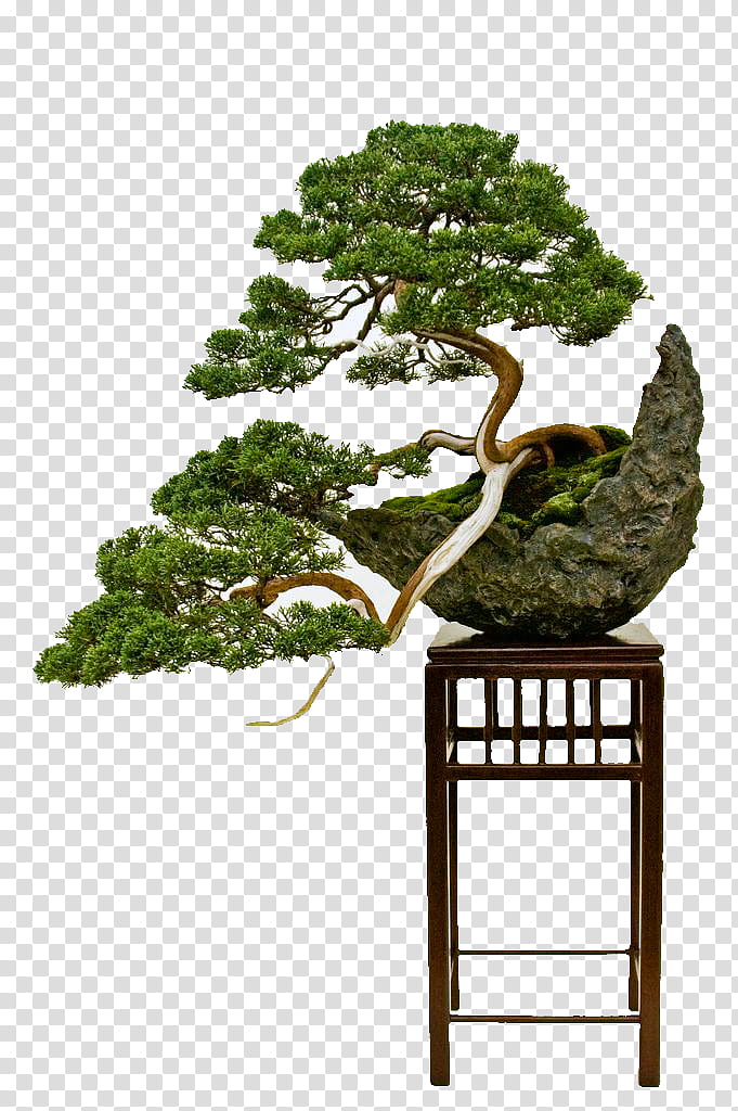 Family Tree, National Bonsai Foundation, Indoor Bonsai, Bonsai Styles, Juniper Bonsai Tree, Deadwood Bonsai Techniques, Garden, Penjing transparent background PNG clipart