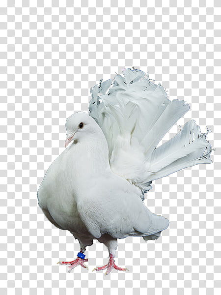 birds, white pigeon transparent background PNG clipart