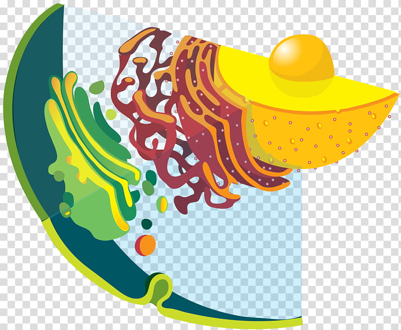 Endomembrane System Yellow, Cell, Eukaryote, Vesicle, Endoplasmic Reticulum, Cell Membrane, Rough Endoplasmic Reticulum, Secretion transparent background PNG clipart