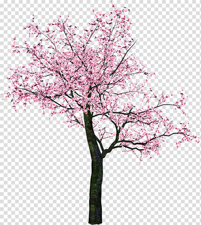 Cherry Blossom Tree Drawing, Branch, Wood, Woody Plant, Pink, Flower, Spring
, Twig transparent background PNG clipart