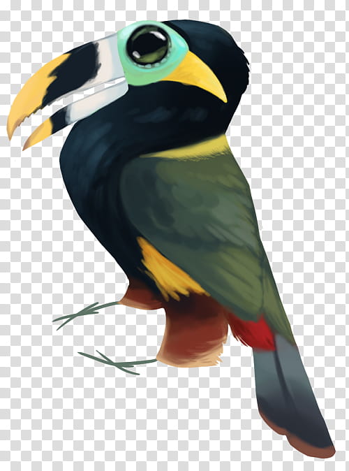 Bird Parrot, Toucan, Beak, Macaw, Piciformes, Wing, Perico transparent background PNG clipart