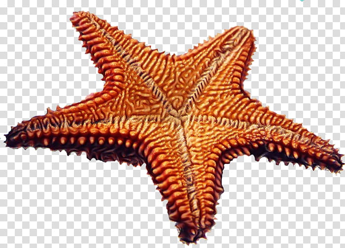 Stars, Starfish, Sea, Seashell, Beach, Brittle Stars, Drawing, Mollusca transparent background PNG clipart