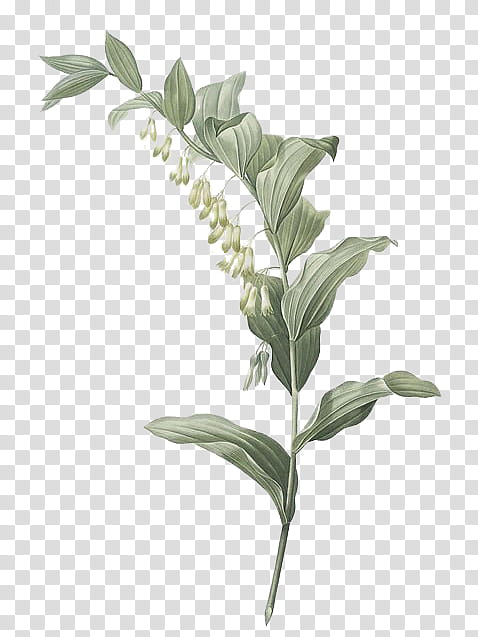 Plant, green leafed plant illustration transparent background PNG clipart