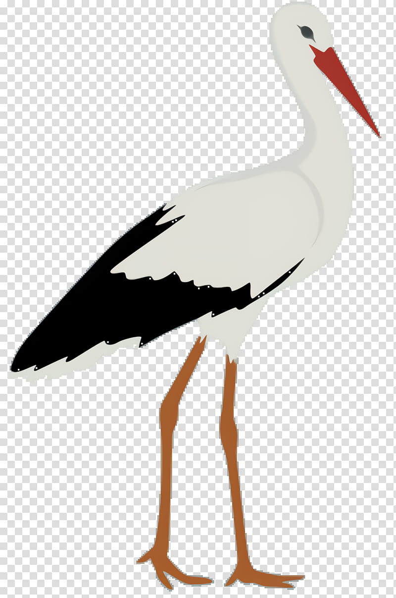 Crane Bird, White Stork, Animal, Maguari Stork, Vocabulary, Wader, Water Bird, Learning transparent background PNG clipart