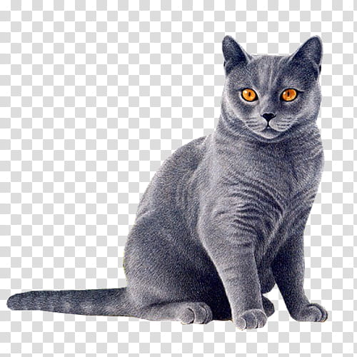 Cats, American Wirehair, Australian Mist, Black Cat, Small To Mediumsized Cats, British Shorthair, Russian Blue, Korat transparent background PNG clipart