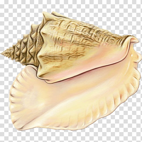 Conchology Conch, Trumpet, Jaw, Shankha, Shell, Cuisine, Beige, Dish transparent background PNG clipart