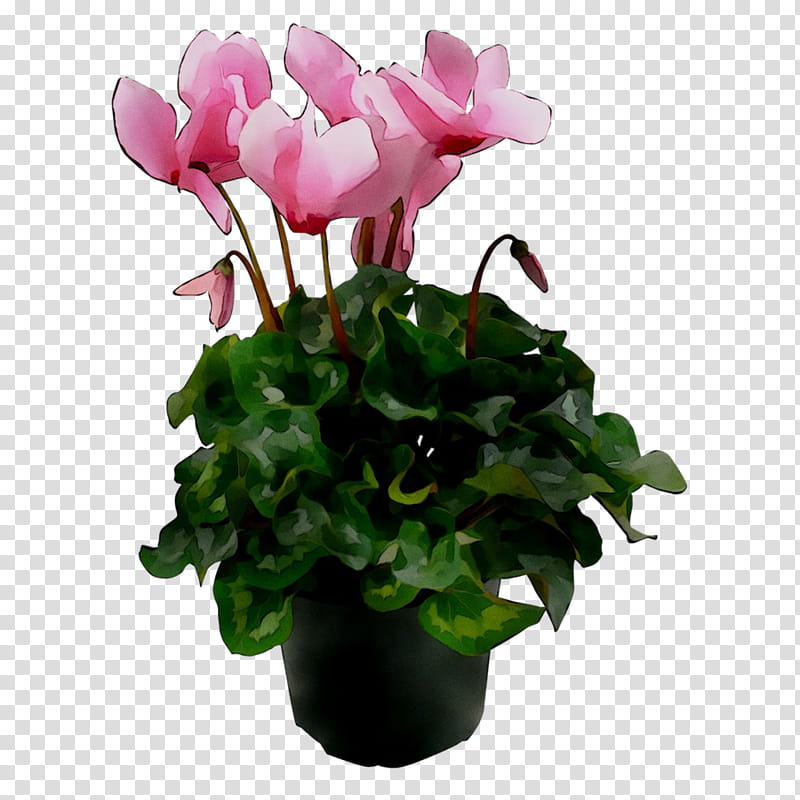 Pink Flower, Cyclamen, Gardenia, Houseplant, Plants, Ornamental Plant, Flowerpot, Garden Roses transparent background PNG clipart