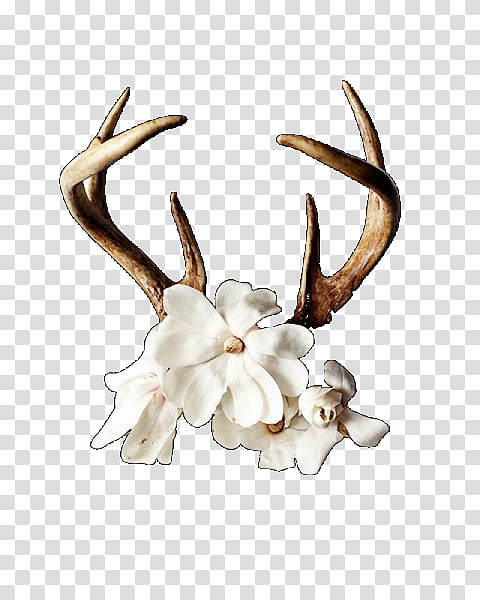 Flowers, Antler, Floral Design, Horn, Deer, Skull, Wall Decal, Idea transparent background PNG clipart