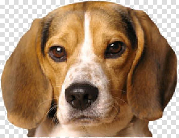 Card, Beagle, Puppy, Pocket Beagle, Black And Tan Coonhound, Basset Hound, Rottweiler, Breed transparent background PNG clipart
