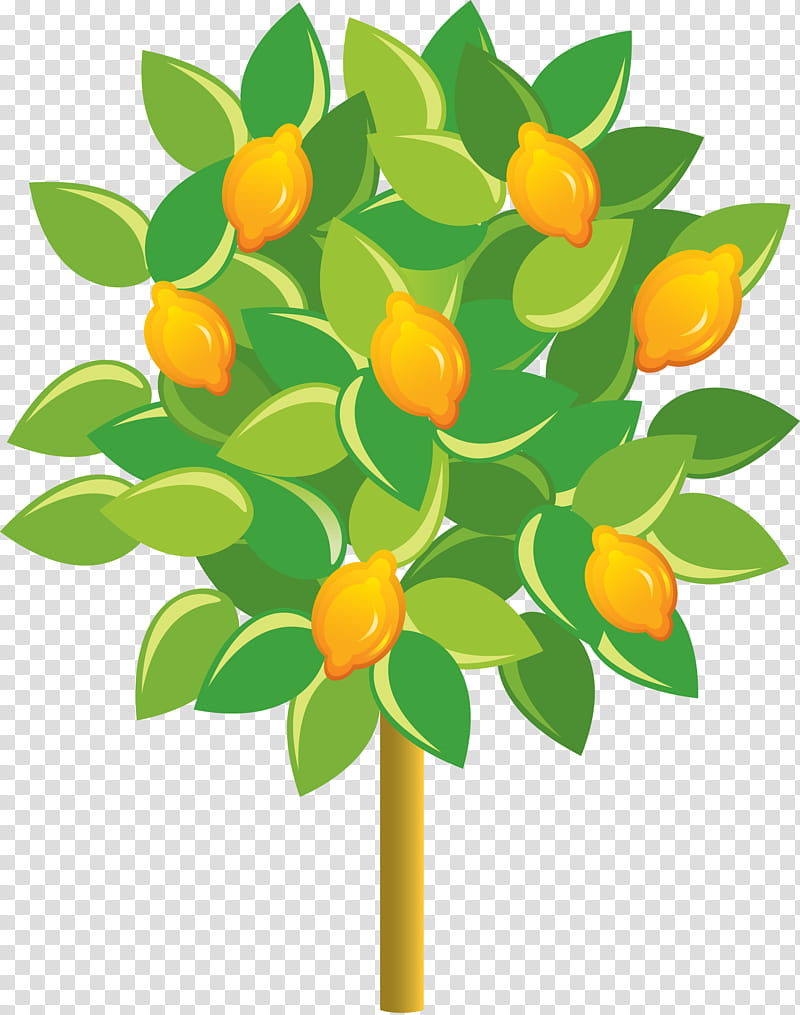 Fruit tree, Citrus, Green, Plant, Calamondin, Leaf, Yellow, Flower transparent background PNG clipart