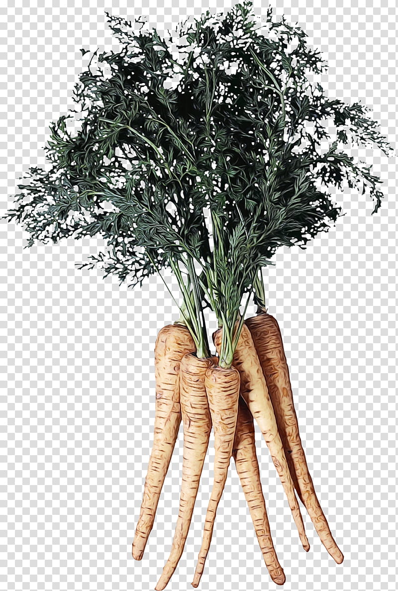 Tree Roots, Parsnip, Vegetable, Root Vegetables, Carrot, Food, Parsley Roots, Beetroots transparent background PNG clipart