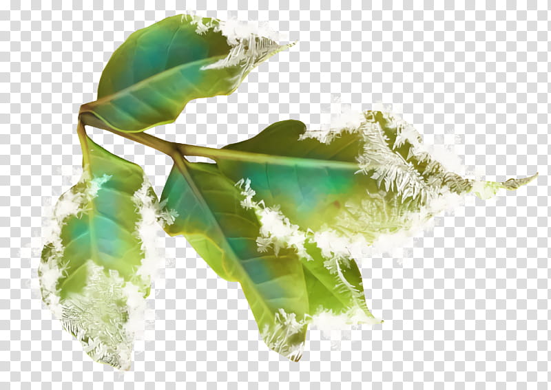 christmas holly Ilex holly, Christmas , Leaf, Plant, Flower, Tree, Feather transparent background PNG clipart
