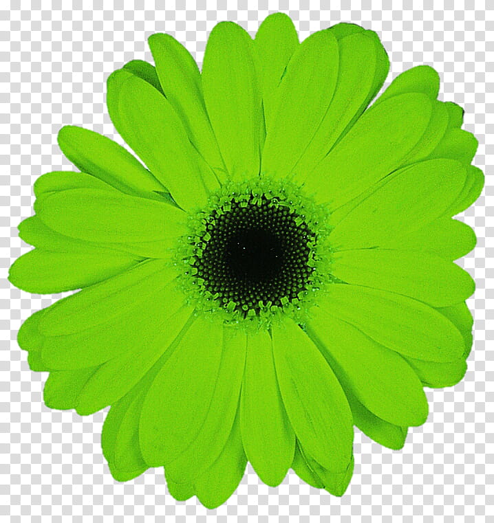 Lime Green Gerbera Daisy transparent background PNG clipart
