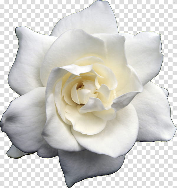 Garden roses, White, Flowering Plant, Petal, Gardenia, Rose Family, Floribunda transparent background PNG clipart