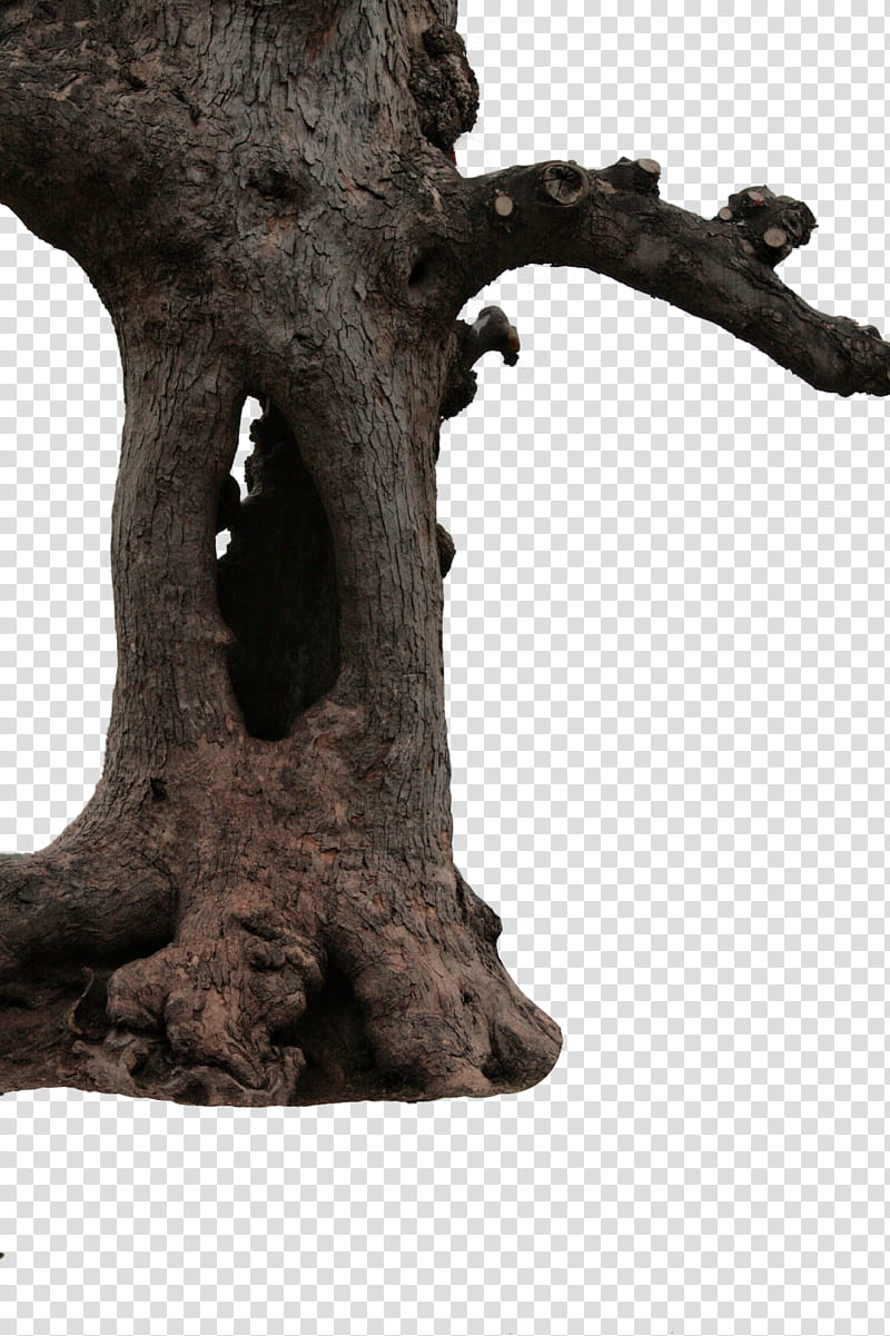 hollow tree trunk, brown tree trunk transparent background PNG clipart