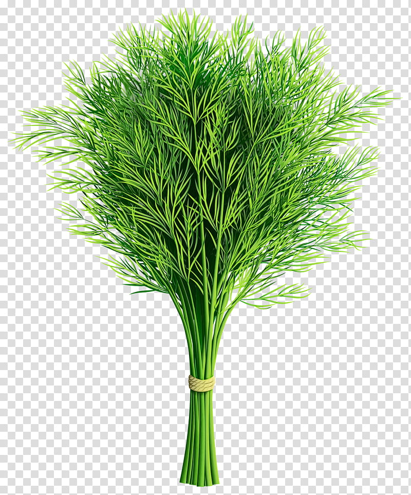 grass green plant white pine leaf, Watercolor, Paint, Wet Ink, Tree, Red Pine, Herb, Grass Family transparent background PNG clipart