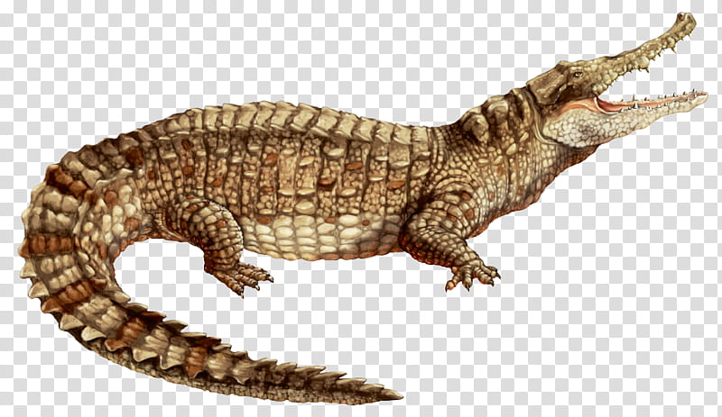 Alligator, Nile Crocodile, Alligators, Caiman, Spectacled Caiman, American Crocodile, Orinoco Crocodile, Black Caiman transparent background PNG clipart