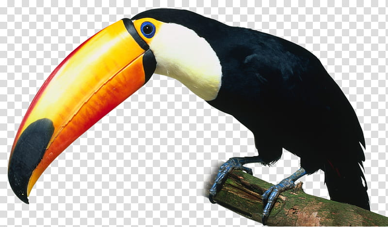 toucan png