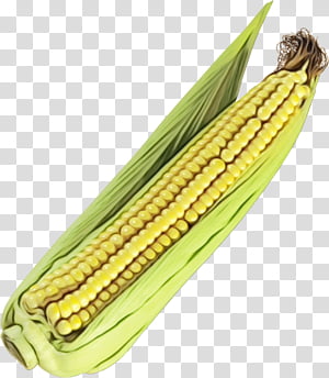 Watercolor Plant, Paint, Wet Ink, Corn On The Cob, Maize, Sweet Corn, Corn Kernel, Popcorn transparent background PNG clipart thumbnail