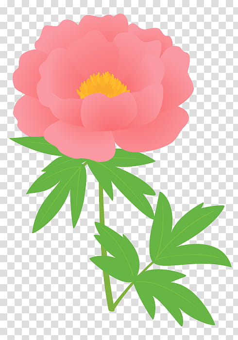 Flowers, Garden Roses, Peony, Moutan Peony, Chinese Peony, Cut Flowers, Petal, Pink Flowers transparent background PNG clipart